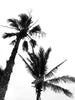 Twin Palms