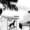 Dingo Flour 1