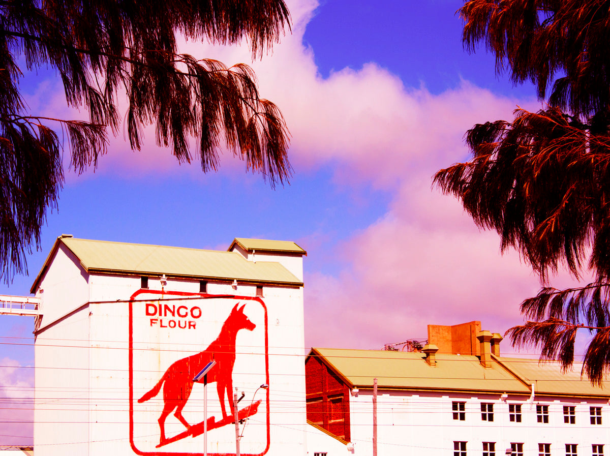 Dingo Flour Tree Frame