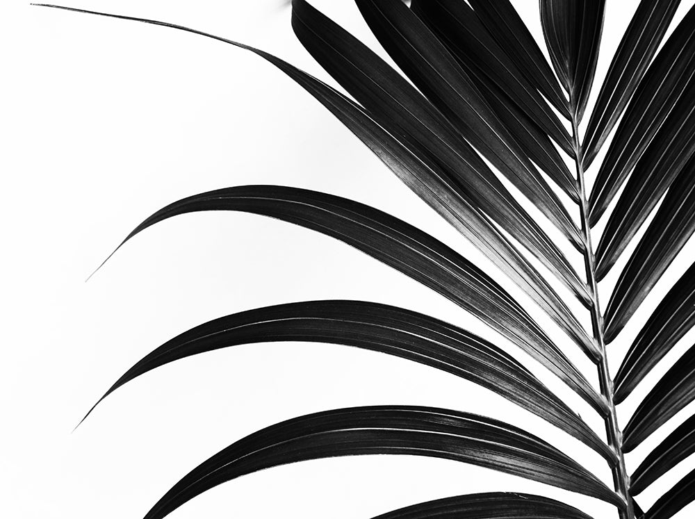 Frond