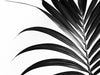 Frond