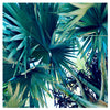 Lugger Palm