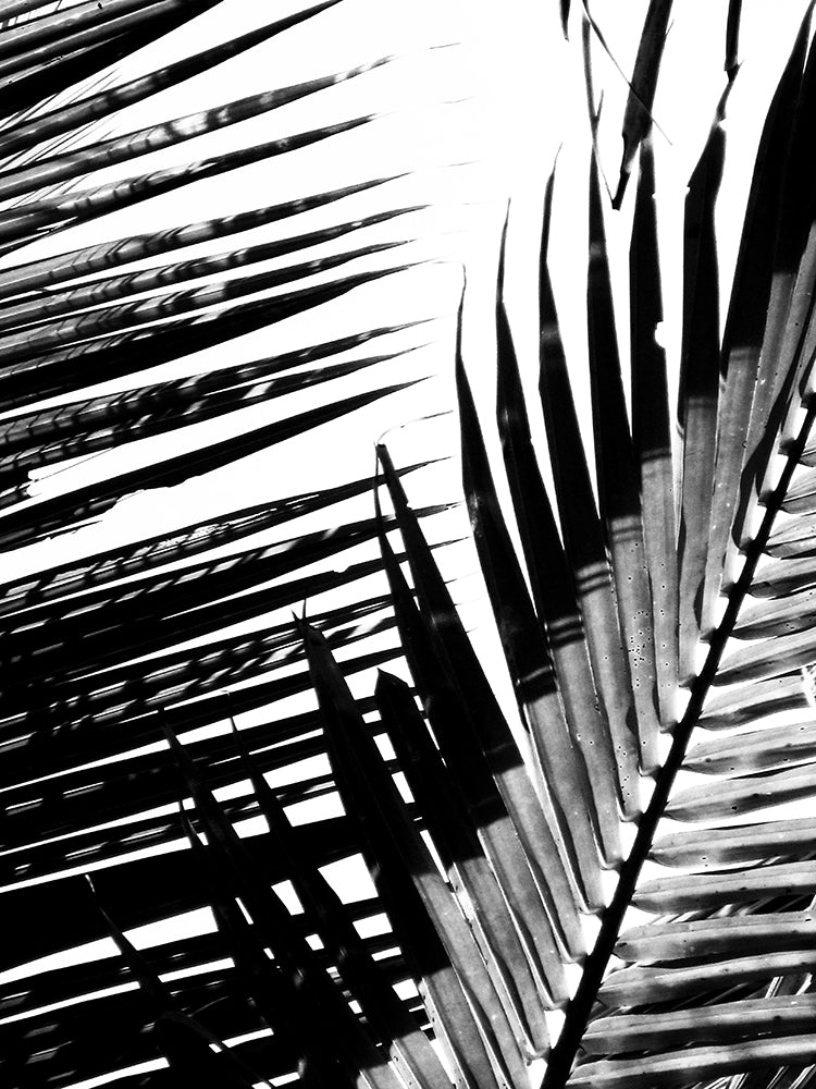 Palms 2