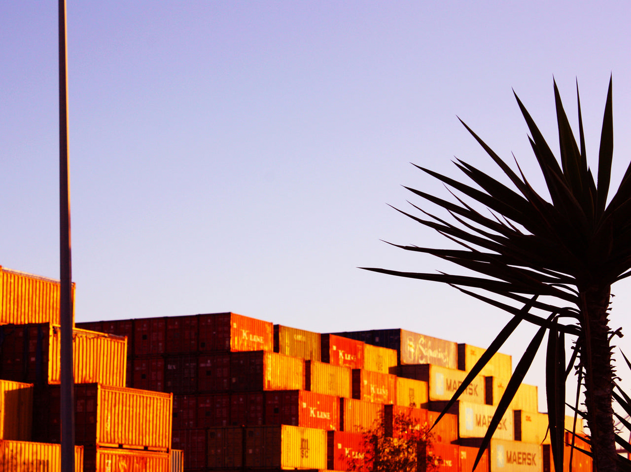 Single Yucca Containers