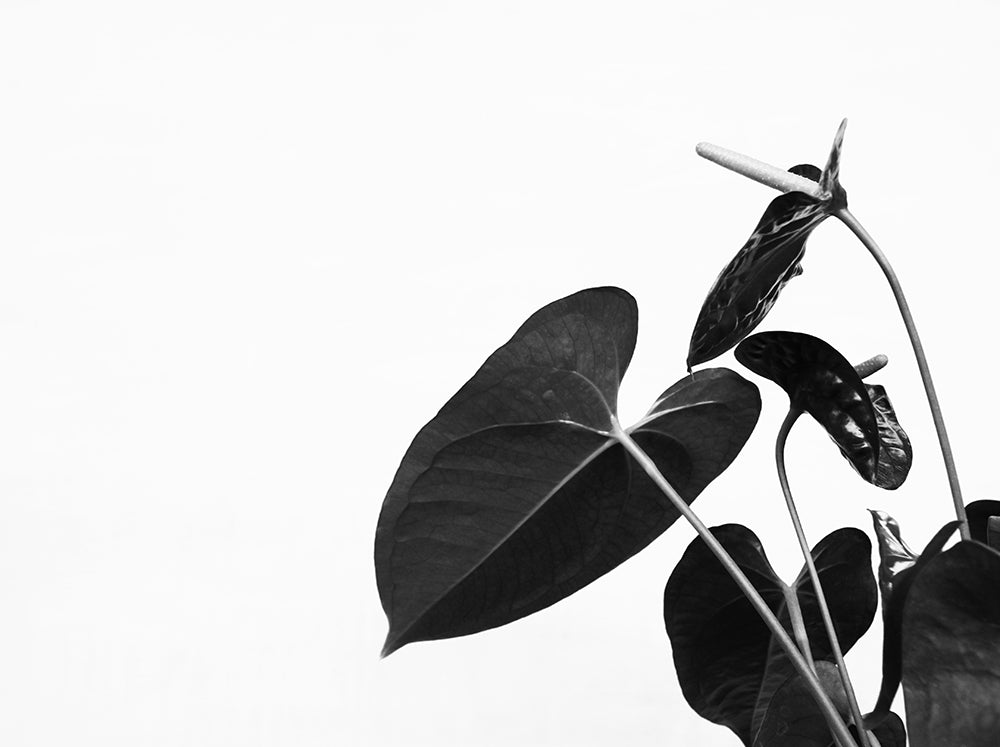 Anthurium