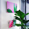 Kentia Pink