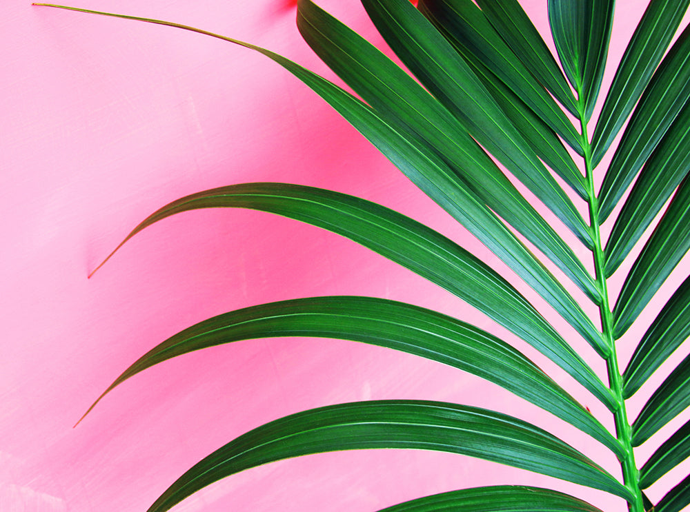 Kentia Pink