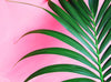 Kentia Pink