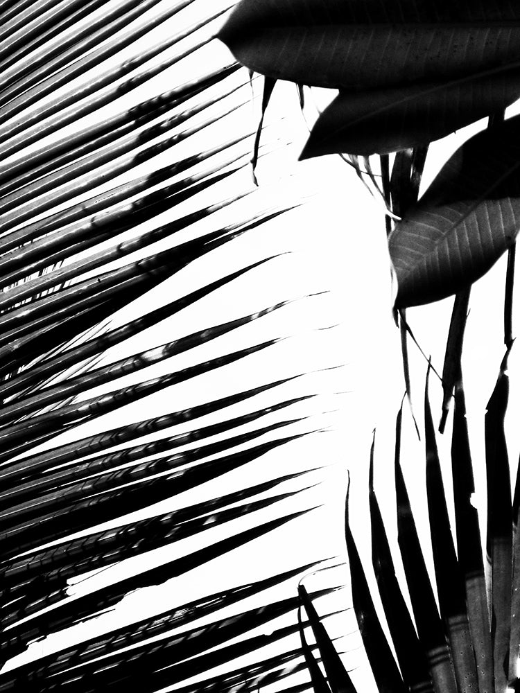 Palms 1