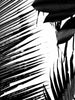 Palms 1