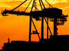 Sunset Sky, Black Crane