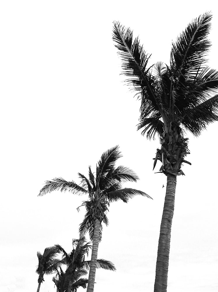 Triple Palms