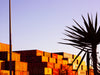 Single Yucca Containers - FRAMED PRINT