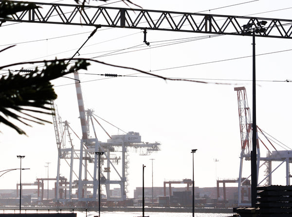 Cranes Silhouette With Pines